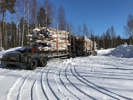 Scania transporting birch firewood